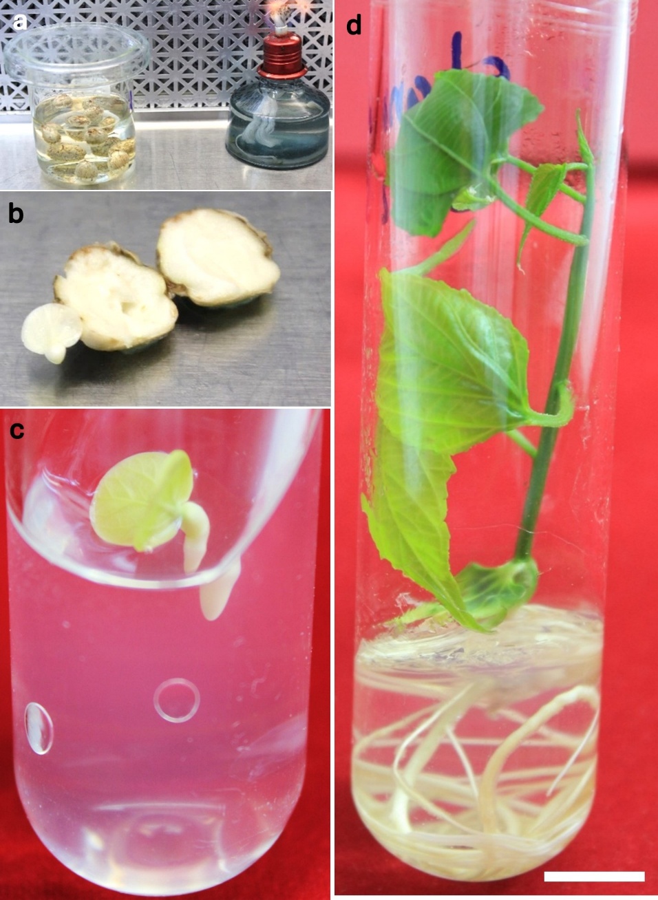 Establecimiento in vitro de embriones cigóticos de semillas botánicas de sacha inchi. a) desinfección de semillas sin epispermo, b) obtención de embrión cigótico para su cultivo in vitro, c) inicio de la germinación de embrión cigótico a los 14 días de cultivo in vitro, d) crecimiento y desarrollo de la plántula de sacha inchi a los 90 días de cultivo in vitro. Barra blanca = 1 cm.