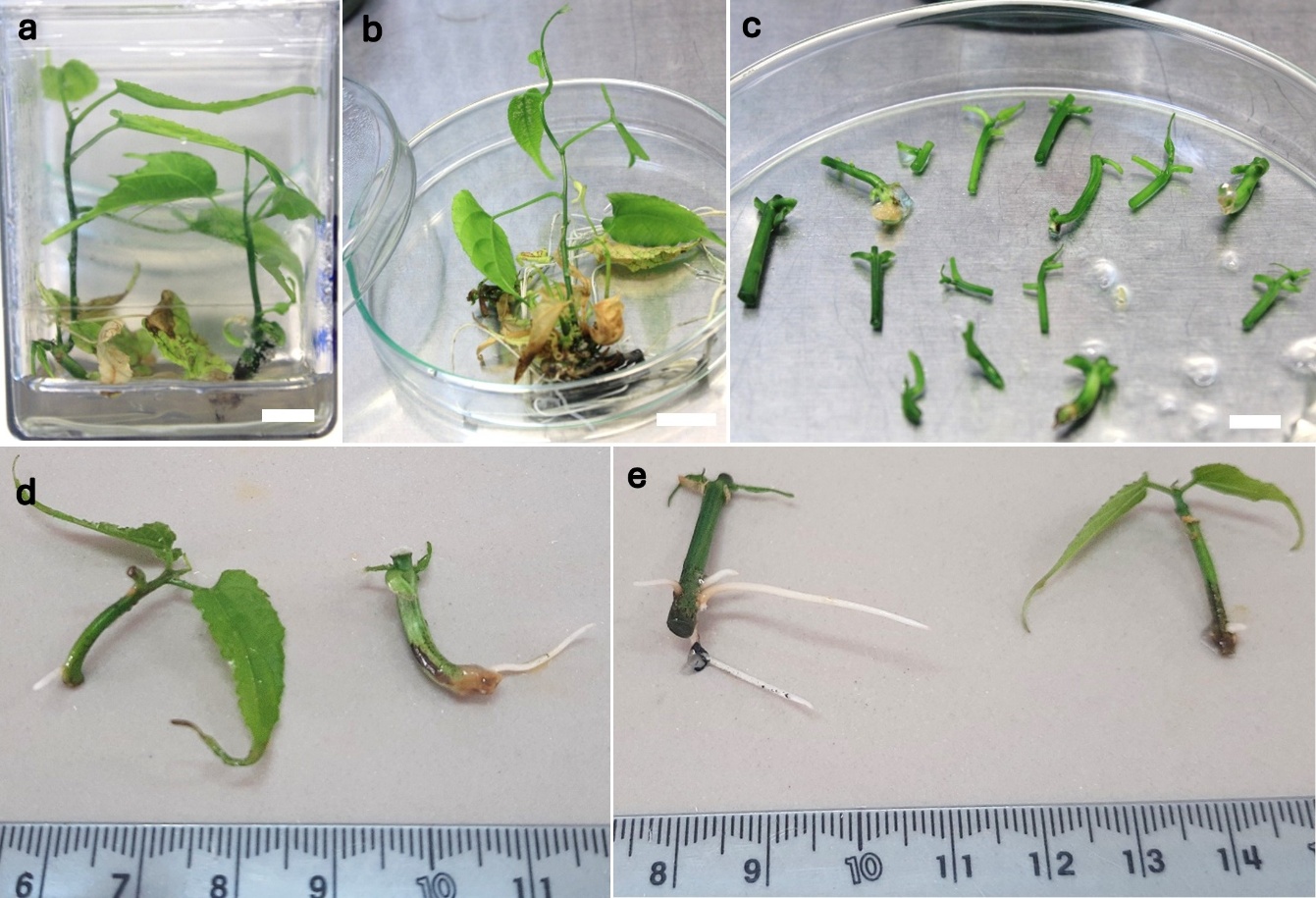Enraizamiento in vitro de segmentos nodales de sacha inchi a la sexta semana de cultivo. a y b) plántulas donadoras de segmentos nodales, c) preparación de segmentos nodales para su colocación en medios de enraizamiento, d y e) segmentos nodales con raíces adventicias inducidas. Barra blanca = 1 cm.