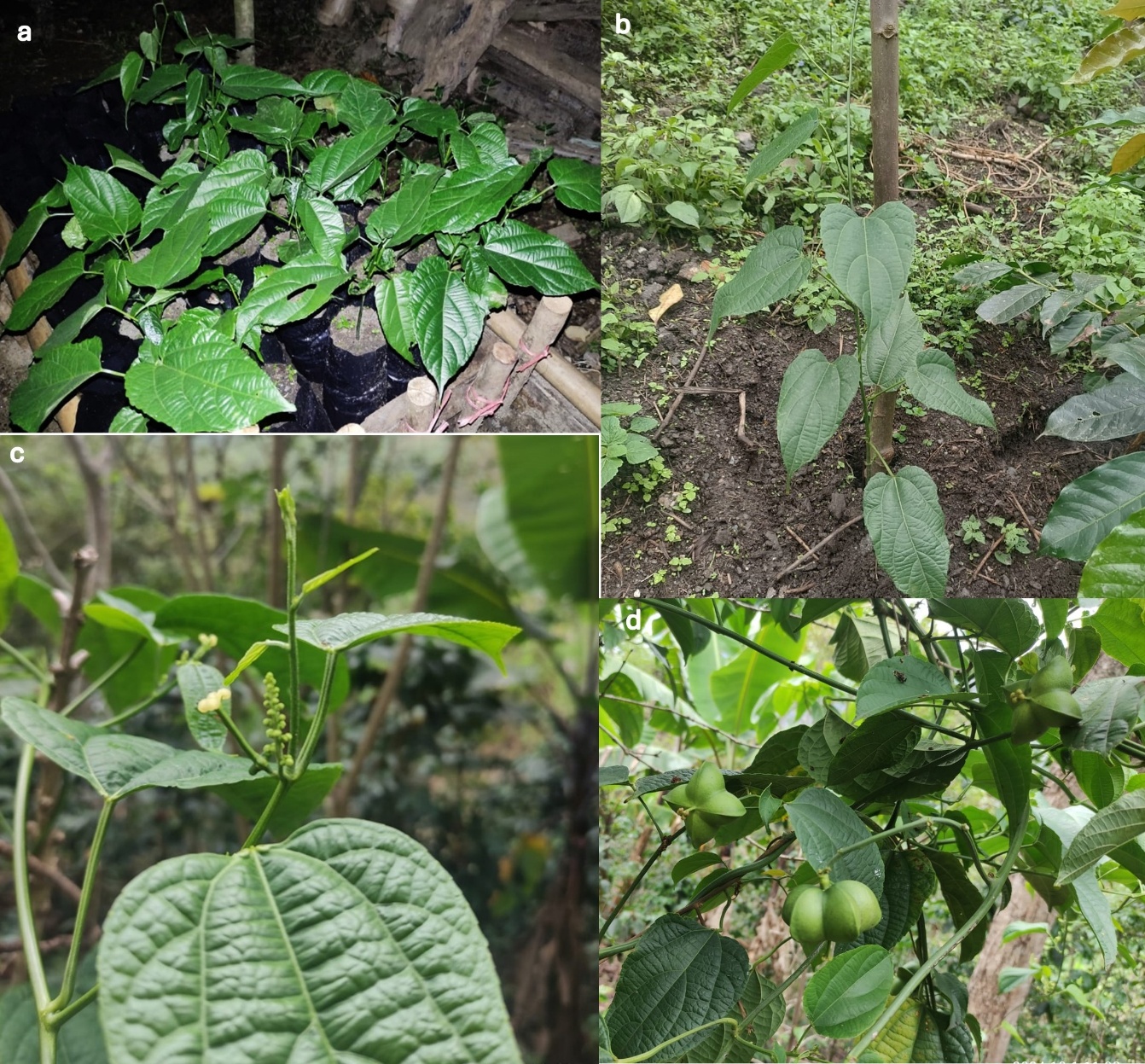 Aclimatación y establecimiento en campo de plántulas de P. volubilis. a)  crecimiento de plantas en vivero, b) instalación en parcela experimental en el Anexo La Unión, Amazonas, Perú, c) plantones en la etapa de reproducción, d) plantas en fructificación.