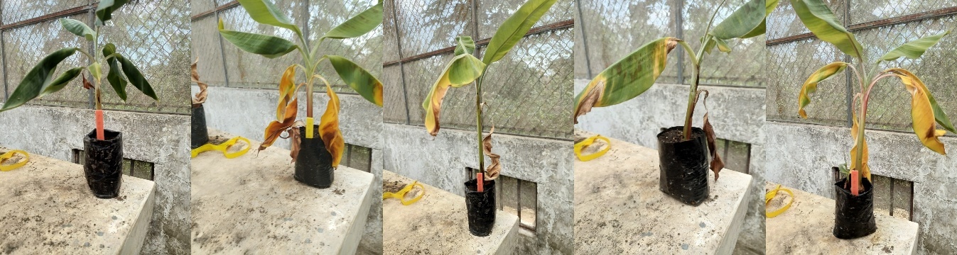 Plantas de banano inoculadas con Foc R1 y tratadas con antagonistas. De izquierda a derecha: fortalecimiento vegetal, competencia, depredación, antibiosis y control.