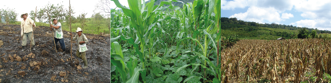 Manejo del sistema milpa tradicional. Izquierda: Siembra. Centro: Desarrollo del sistema. Derecha: Dobla del maíz.