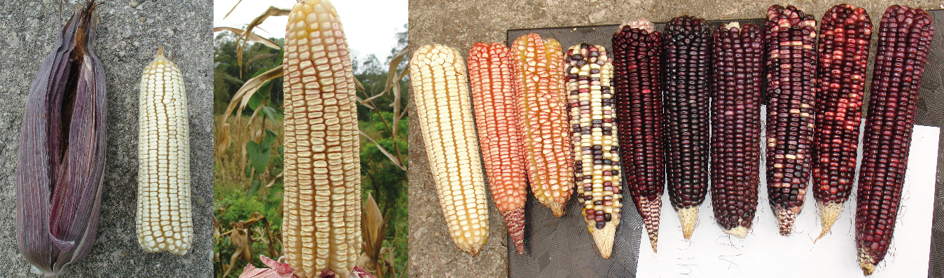 Maíces nativos de Salto de Agua, Chiapas. Izquierdo Raza Vandeño. Centro: Tuxpeño. Derecho: Accesiones representativas.