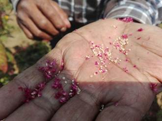 Semilla de amaranto en mano de productor.