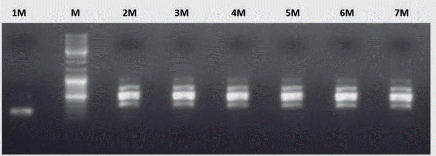 Amplificación de Brucella mediante Electroforesis en gel de agarosa banda 223pb y bandas 498pb.*
