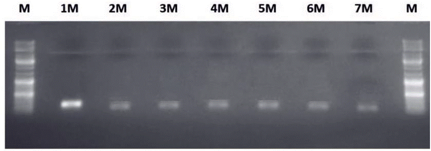 Amplificación de Brucella mediante Electroforesis en gel de agarosa bandas 223pb.**