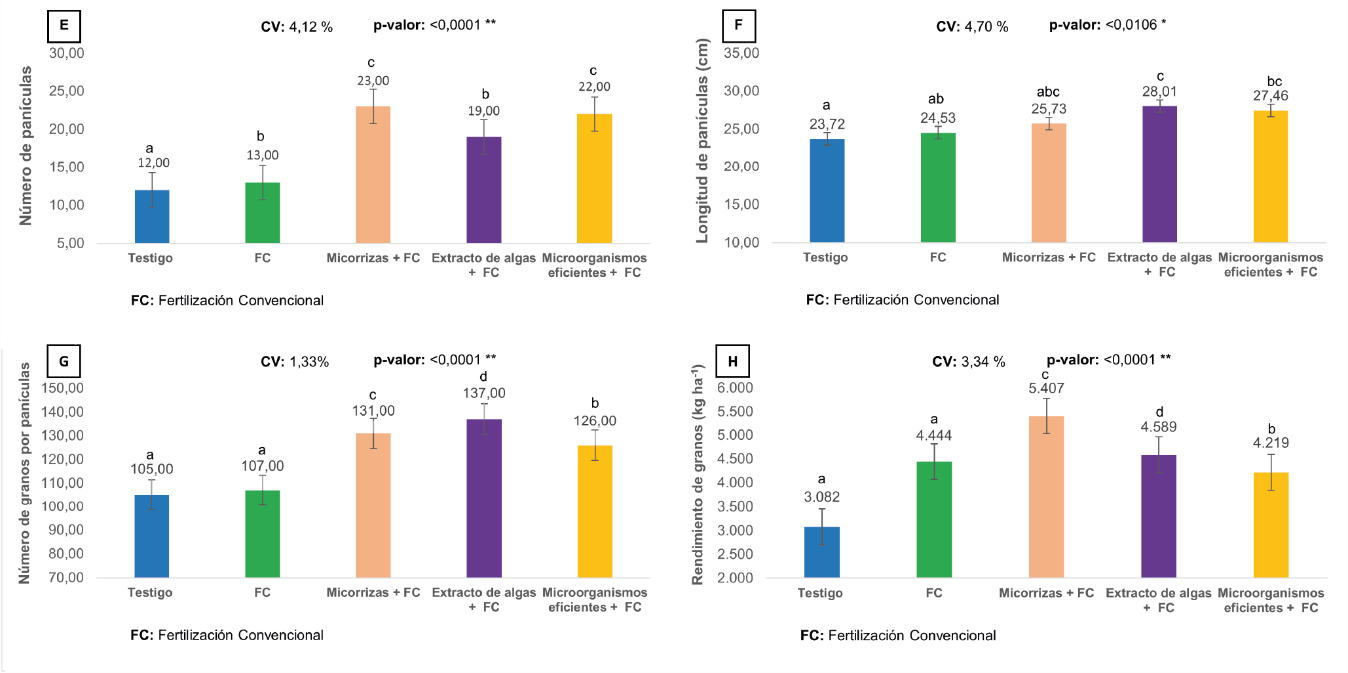 Promedios de número de panículas (E), longitud de panículas (F), número de granos por panículas (G) y Rendimiento de grano (kg ha-1) (H) en función de la aplicación de bioinsumos agrícolas. Medias con letras diferentes difieren estadísticamente según la prueba de Tukey (p ≤ 0,05).